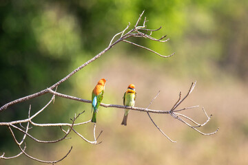 Small Bird On a Branch