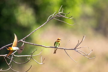 Small Bird On a Branch