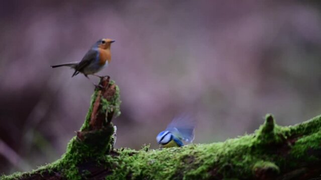 Robin and a blue tit sitting on dead wood and looking for food, winter, north rhine westphalia, (erithacus rubecula, parus caeruleus), germany