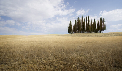 group of cypress trees in val d'orcia, tuscany, italy