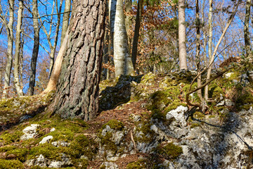 Lower part of trees and limestone rocks, here on the basis of a forest area in the Swabian Alb near Burladingen, Baden-Wurttemberg, Germany.