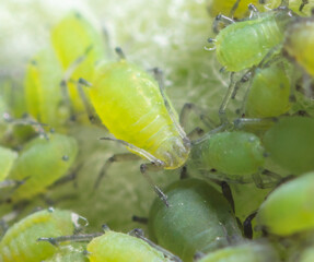 Small green aphids on a tree leaf.