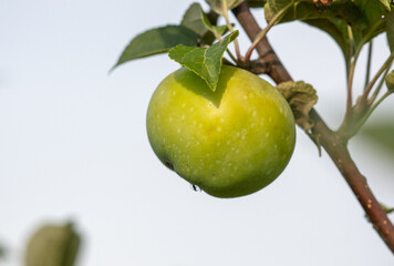 Ripe apples on the branches of a tree.