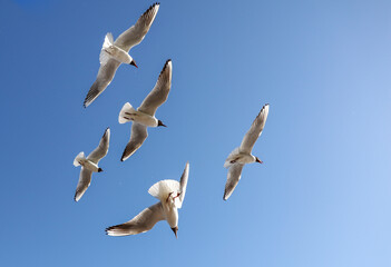 A flock of seagulls in flight against a sky.