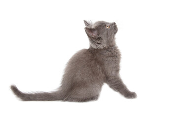 Portrait of a gray kitten isolated on a white background.