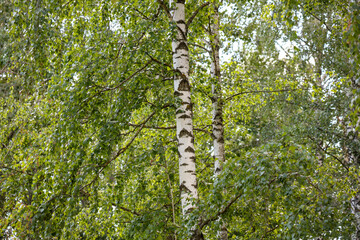 Fototapeta premium Birch trees in the park in summer.