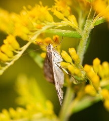 Butterfly on a yellow flower.