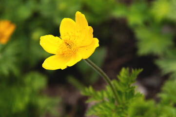 Beautiful mountain yellow small flower on a green background, alone in the field, close-up, macro photography