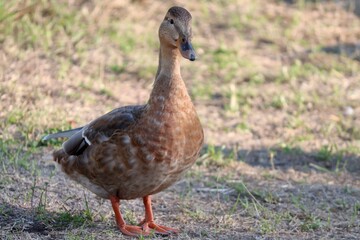 weibliche Stockente steht auf einer Wiese