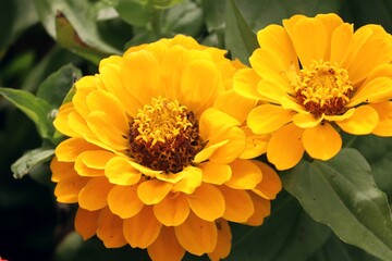 gelbe Blüten einer Zinnie