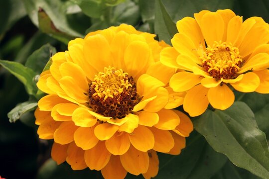 gelbe Bl&uuml;ten einer Zinnie