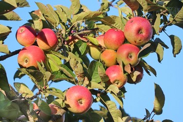 rote Äpfel am Apfelbaum
