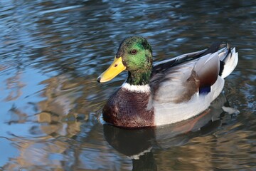 Erpel der Stockente schwimmt auf Wasser