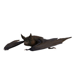 Halloween Vampire Bat on PNG Transparent Background