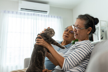 Asian senior couple stroking and play with domestic cat in living room. 