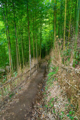 Bamboo forest in Mu Cang Chai, Yen Bai, Vietnam. Beautiful green natural background. Nature and background concept.