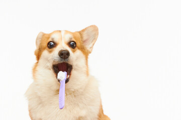 A studio shot of a Pembroke Welsh Corgi dog catching a toothbrush. The dog is highlighted on a white background. Funny dog face. Healthy teeth, dental care.