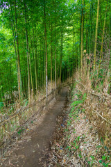 Bamboo forest in Mu Cang Chai, Yen Bai, Vietnam. Beautiful green natural background. Nature and background concept.