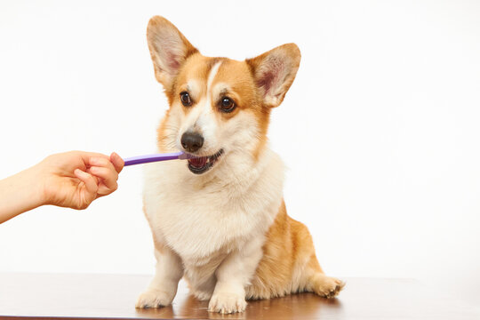 The owner brushes the teeth of a cute corgi dog on a white background. Healthy pet teeth, dental care.