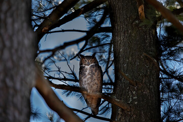 Great horned owl -  Bubo virginianus sitting on the pine tree