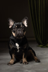 black french bulldog puppy studio shot