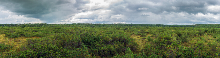 Fototapeta na wymiar Panorama of the bog overgrown with blackbirds. A vast peat bog in an unspoiled nature reserve. Pine forest