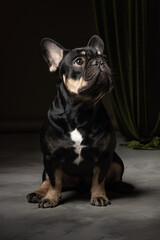 Studioaufnahme des schwarzen Welpen der französischen Bulldogge