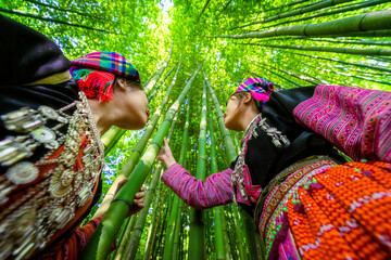 People H'mong ethnic minority with colorful costume dress walking in bamboo forest in Mu Cang Chai, Yen Bai province, Vietnam. Vietnamese bamboo woods. High trees in the forest