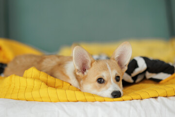Corgi dog breed. Dog at home. Corgi lies on the bed. High quality photo