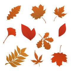 Naklejka premium Set of autumn leaves (maple, wild grapes, elm, linden, oak, chestnut tree, rowan, pear) isolated on white