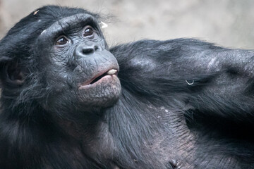 a suprised monkey looking up