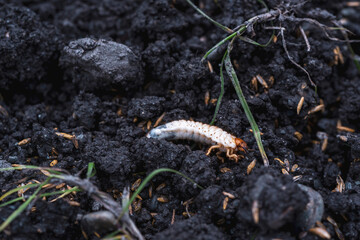 larvae of may beetles in the earth from the lawn