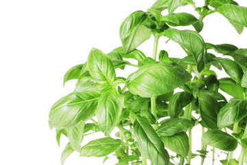 Fresh basil in a pot isolated on white background