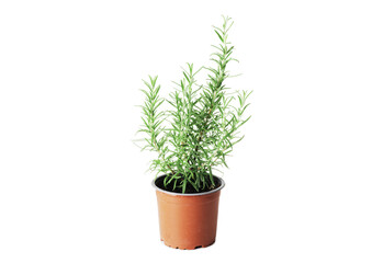 Fresh rosemary in a pot isolated on white background