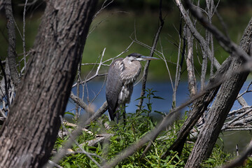 Great blue heron ( Ardea cinerea ) is the largest American heron hunting small fish, insect, rodents, reptiles, small mammals, birds and especially ducklings.