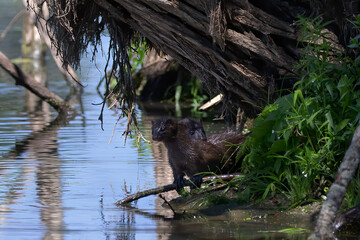 The American mink (Neogale vison) on the hunt