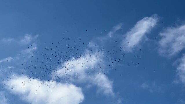 A flock of migratory birds flies in the sky.