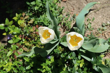 Tulipanes blancos plantados en un jardín botánico