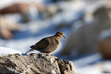 The mourning dove (Zenaida macroura) also known as the American mourning dove, the rain dove, and colloquially as the turtle dove, and was once known as the Carolina pigeon and Carolina turtledove