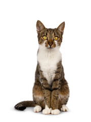 Pretty brown tabby with white  house cat, sitting up facing front. Looking towards camera. Isolated on a white background.
