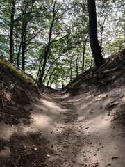 path in the woods, coastline, sand, path to the sea