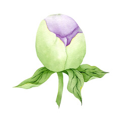 Watercolor closed bud of purple Peony isolated on white background. Peony flower bud clipart. Hand drawn floral bud illustration.