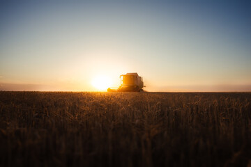 Fototapeta premium Combine harvester at gold light in agriculture fields with wheat