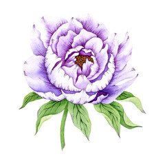 Violet peony isolate on white. Watercolor very peri peony flower. Hand drawn beautiful peony clipart.