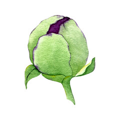 Watercolor closed bud of Peony isolated on white background. Peony flower bud clipart. Hand drawn floral bud illustration.