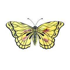 Watercolor butterfly isolated on white. Hand drawn insect illustration. Butterfly clipart.