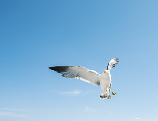 Flying seagull over blue sky.