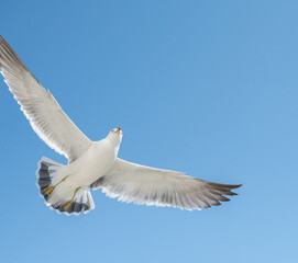 Flying seagull over blue sky.