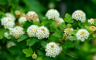 Fresh White Spirea flowers. Selective focus.