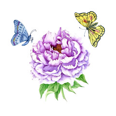 Watercolor purple peony isolated on white. Watercolor very peri peony flower. Hand drawn beautiful peony clipart.